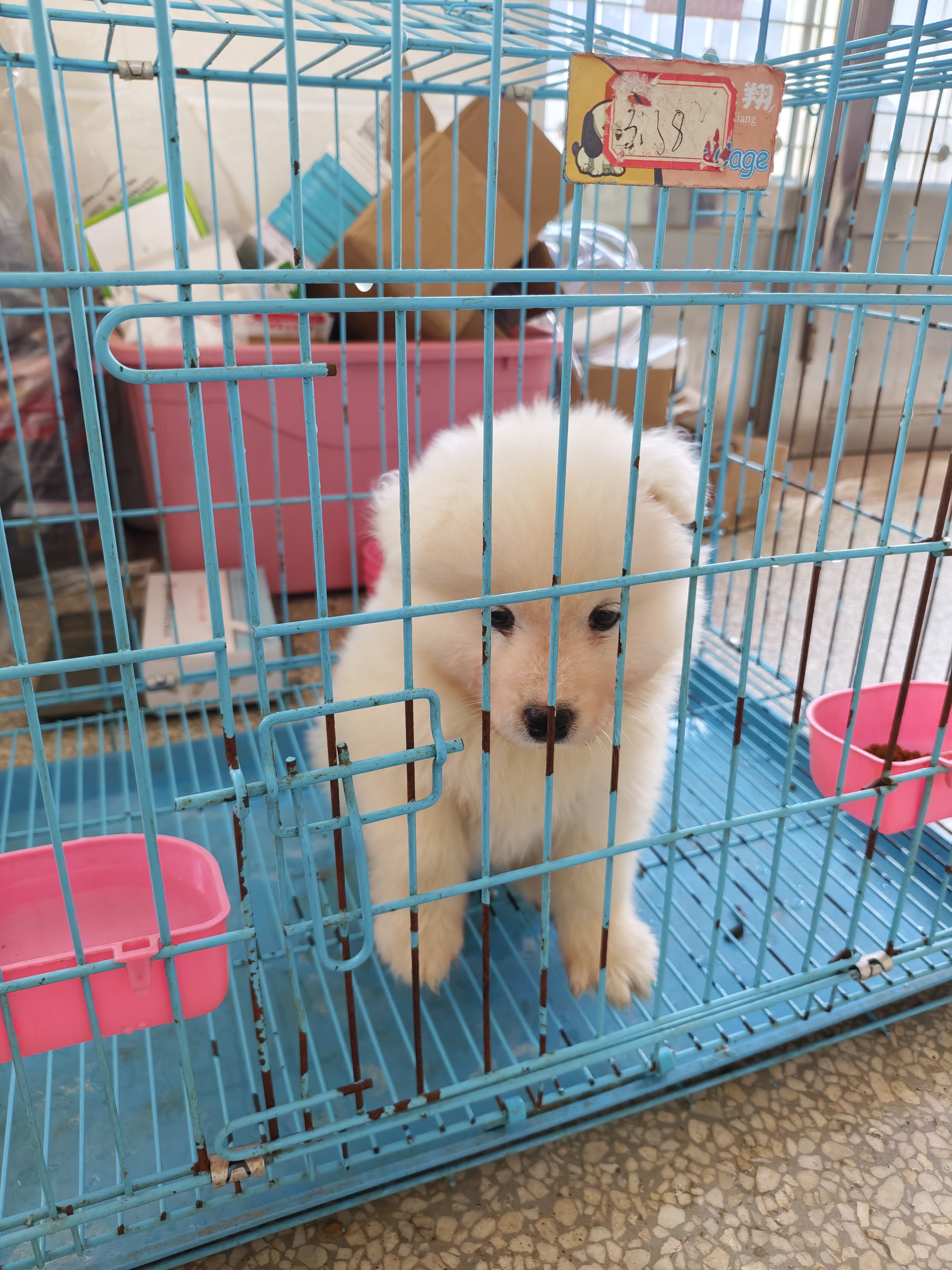 萨摩耶妹妹800